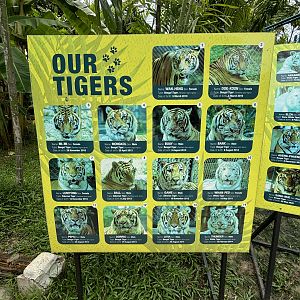 Tiger List - 1 of 2 photos