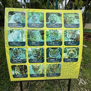 Tiger List - 2 of 2 photos