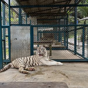 Tiger Holding Area - with outdoor access