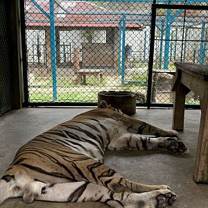 Tiger Holding Area - with outdoor access