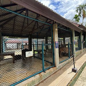 Tiger Holding Areas - with outdoor access