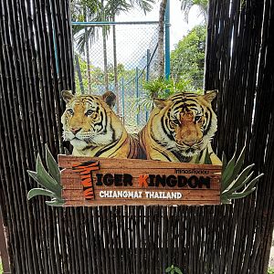 Tiger Photo Opportunity