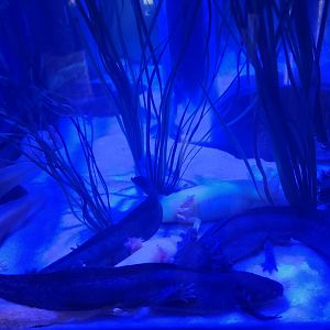 Shreveport Aquarium - Axolotl crowd