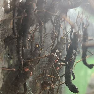 Shreveport Aquarium - Black Beauty Stickbug