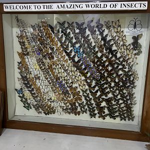 Insect Museum