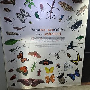 Insect Museum