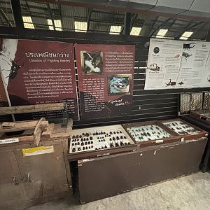 Insect Museum