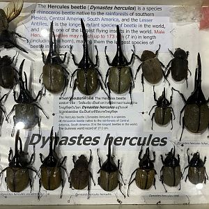 Insect Museum