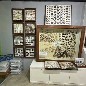 Insect Museum