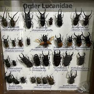 Insect Museum