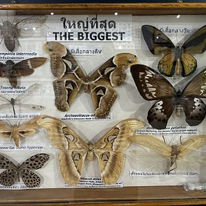 Insect Museum