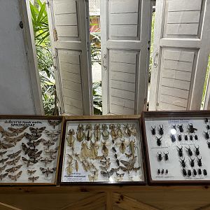 Insect Museum