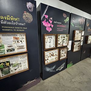 Insect Museum