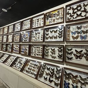Insect Museum