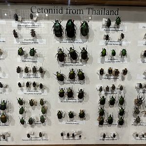 Insect Museum
