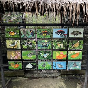 Butterfly Walk-through Sign