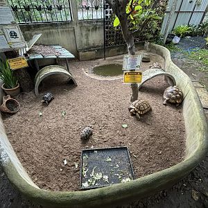 African Spurred + Red-footed Tortoises