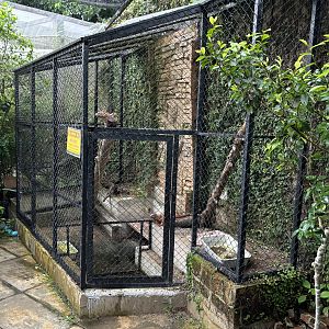 Green Iguana Exhibit