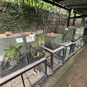 Stick Insect Section