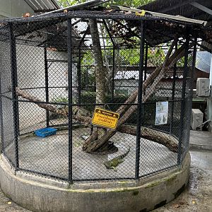 Green Iguana Exhibit