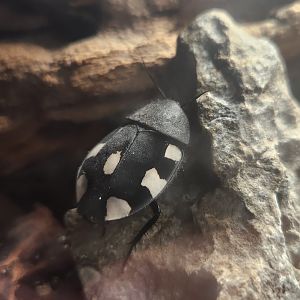 Shreveport Aquarium - Indian Domino Cockroach