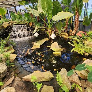 Shreveport Aquarium - Red-eared Slider exhibit