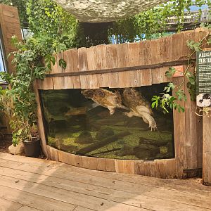 Shreveport Aquarium - Alligator Snapping Turtle exhibit