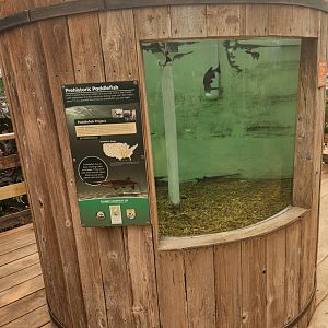 Shreveport Aquarium - Paddlefish exhibit