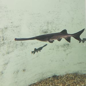 Shreveport Aquarium - Paddlefish
