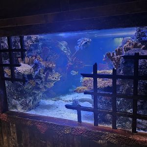 Shreveport Aquarium - Tank