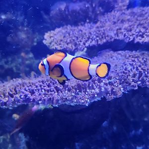 Shreveport Aquarium - Clownfish