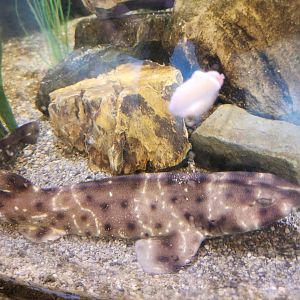 Shreveport Aquarium - Swell Shark