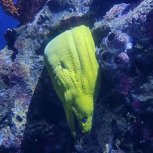 Shreveport Aquarium - Moray