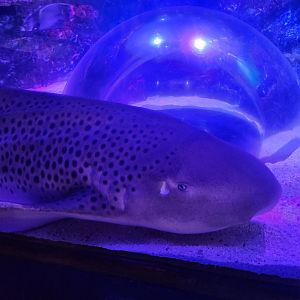 Shreveport Aquarium - Zebra Shark