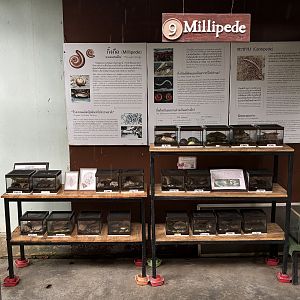 Millipede Section