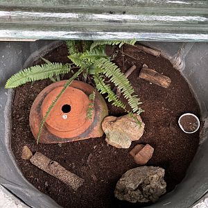 Open-topped Scorpion Exhibit