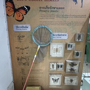 Insect Museum
