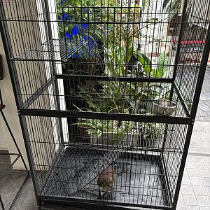 Mona Monkey Cage - Lanna Mini Zoo