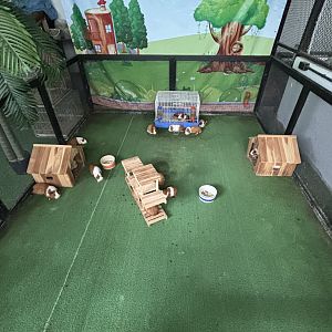 Guinea Pig Cage - Lanna Mini Zoo