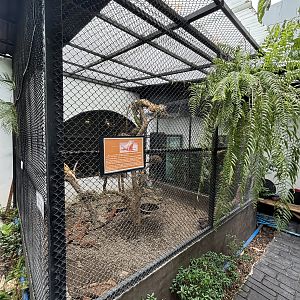 Green Iguana Exhibit - Lanna Mini Zoo