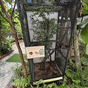 Green Tree Monitor Exhibit - Lanna Mini Zoo