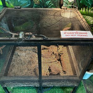 Bearded Dragon Exhibit - Lanna Mini Zoo