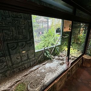 Mexican Spiny-tailed Iguana Exhibit - Lanna Mini Zoo