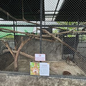 Two-toed Sloth Exhibit - Lanna Mini Zoo