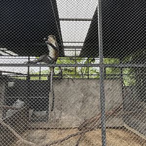Mona Monkey Exhibit - Lanna Mini Zoo