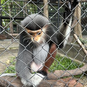 Red-shanked Douc Langur - Lanna Mini Zoo