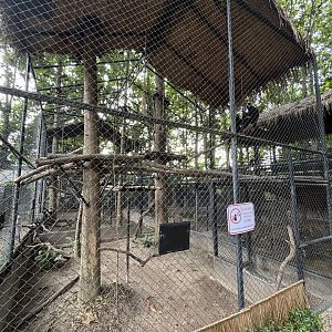 Laotian Langur Exhibit - Lanna Mini Zoo