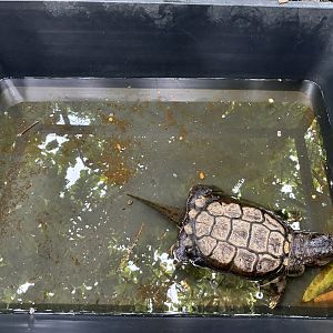 Common Snapping Turtle Exhibit - Lanna Mini Zoo