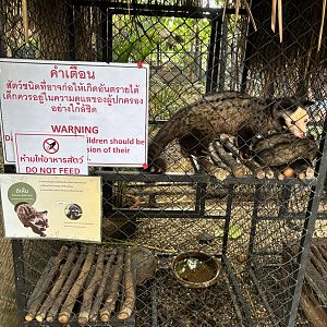 Common Palm Civet Exhibit - Lanna Mini Zoo
