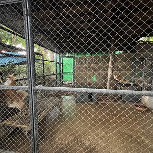 Red Fox - Lanna Mini Zoo